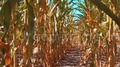 有机玉米田干熟玉米的农业。 概念玉米生活方式收获天然产品农业